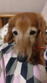 びたみんの画像