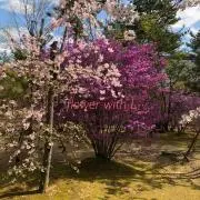 flower with Lの画像