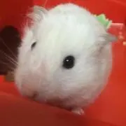 ドテチン