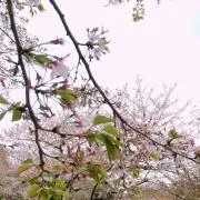 Kの画像