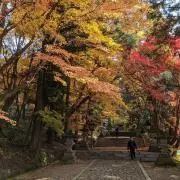sadieの画像