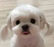 九美