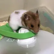 あきちゃ