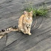 のびの画像