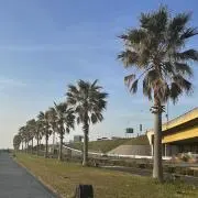 poluの画像