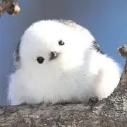 ベルルの画像