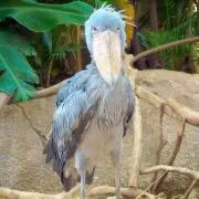 ハシビロコウの画像