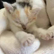 やまね。。