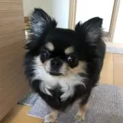 sato pon