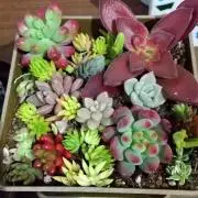 ゆうひ@退院！　植物は速達推奨の画像