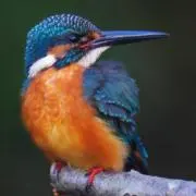 カワセミ