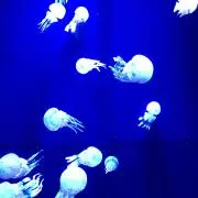 レモネードの画像