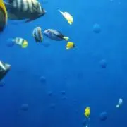 Image of fl