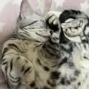 まるまろ