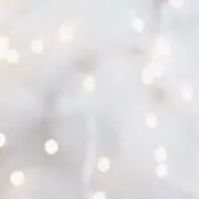シロの画像