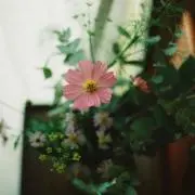 ban-manma@断捨離中