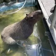 カピバラの画像