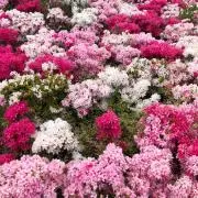 airamama113の画像