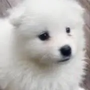 大福の画像