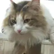 ねぇやん【プロフご確認ください】の画像