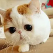 のすけの画像