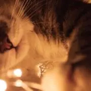 ねこ氏の画像