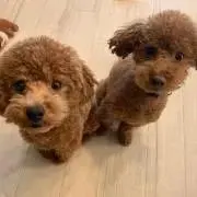 ちゃんの画像