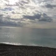 ささの画像