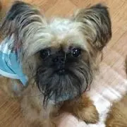 さくお