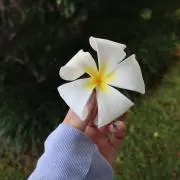 ‪‪ウズラの画像