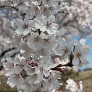 花はなの画像