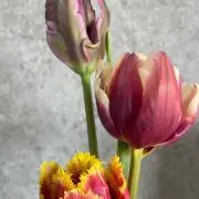 mi313の画像