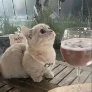 〇の画像