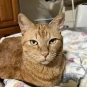 茶々
