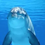 もゆうえの画像