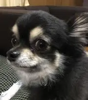 リュークの画像