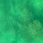 かれる