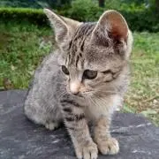 まつりん