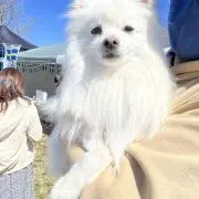 neruの画像