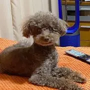 toko