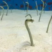 みつを