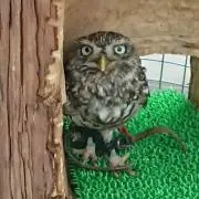 うめの画像