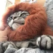こまライオンの画像