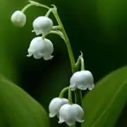 ヒガストアーの画像