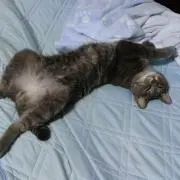 ねこのしっぽの画像