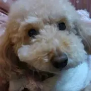 みぃの画像