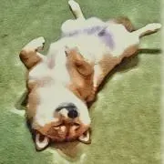 珈琲焙煎所　コーヒーと柴犬