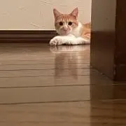 きなこの画像