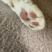 ねこのおてての画像