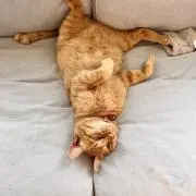 Yukoの画像